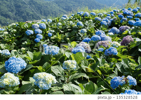 Natural Landscape view of purple Hydrangea flower (Hydrangea macrophylla) in a garden. Natural Landscape view of purple Hydrangea flower (Hydrangea macrophylla) in a garden. 135328528