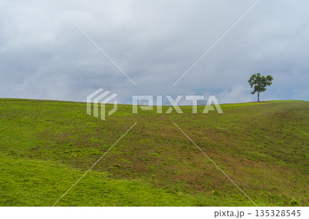 A tree on hill with mist, Nature scene. 135328545