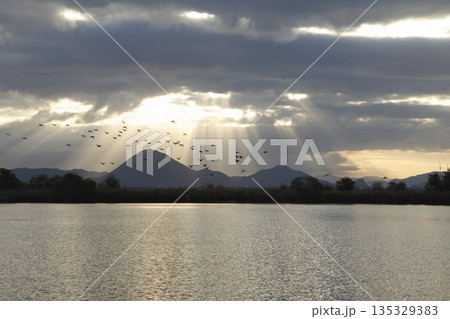 雲の隙間から差し込む光の水鳥舞う朝の三上山 雲の隙間から差し込む光の水鳥舞う朝の三上山 135329383