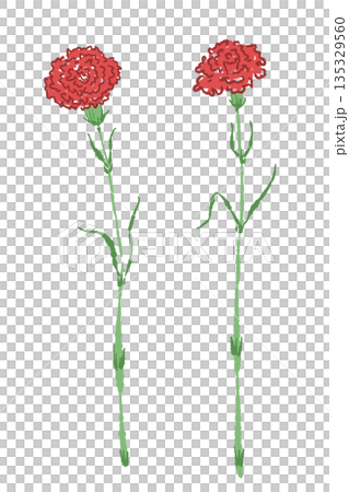 母親節紅色康乃馨手繪彩色插畫（邊框、花環、花束等） 135329560