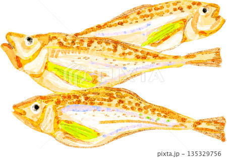 はたはたのイラスト 135329756