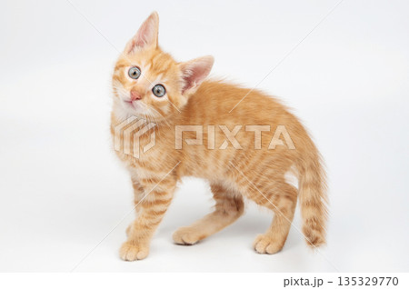 Cute small orange kitty Cute small orange kitty 135329770