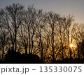 夕焼け 枯れ木① 135330075