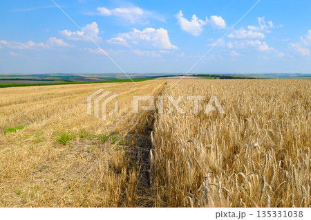 Golden Wheat Field During Harvest Season Golden Wheat Field During Harvest Season 135331038