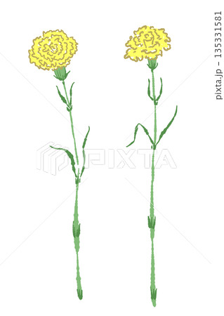 母の日の黄色カーネーションの手書き風カラーイラスト素材（フレーム・リース・花束など） 135331581