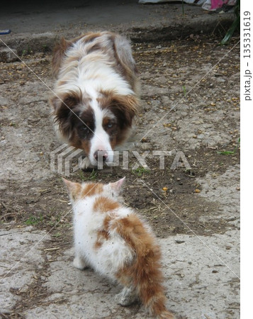 カナダの犬と子猫　見つめあい？ 135331619