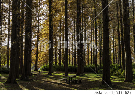 朝日が差すメタセコイアの森 朝日が差すメタセコイアの森 135331625