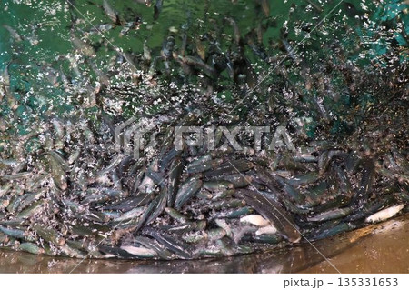 水辺に群れる、生命のざわめき 135331653