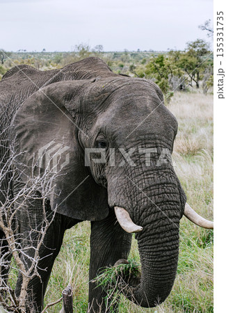 Large african elephant eating grass in natural habitat. Wildlife conservation Large african elephant eating grass in natural habitat. Wildlife conservation 135331735