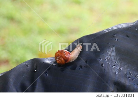 雨上がりの軌跡、静かに進むカタツムリ 135331831