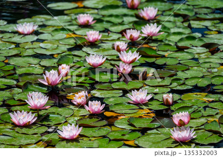 View of a pond with blooming pink water lilies (Nymphaea) reflecting in calm water, capturing the serene beauty and delicate colors of the natural aquatic scene. 135332003