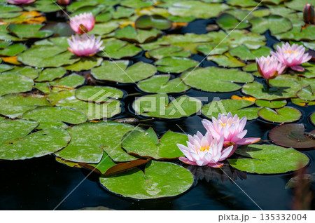 View of a pond with blooming pink water lilies (Nymphaea) reflecting in calm water, capturing the serene beauty and delicate colors of the natural aquatic scene. 135332004