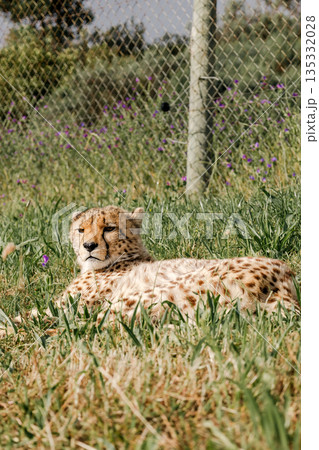 Cheetah resting on green grass in a rehabilitation centre, protecting 135332028