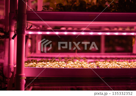 Smart hydroponic method and grow lights helping with growing greens and salads seedlings in hothouse Smart hydroponic method and grow lights helping with growing greens and salads seedlings in hothouse 135332352
