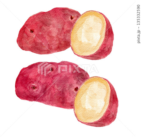 赤メークインの丸ごとと断面の水彩イラスト 赤メークインの丸ごとと断面の水彩イラスト 135332590