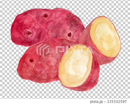Hand-drawn watercolor illustration of multiple red May Queen potatoes 135332597
