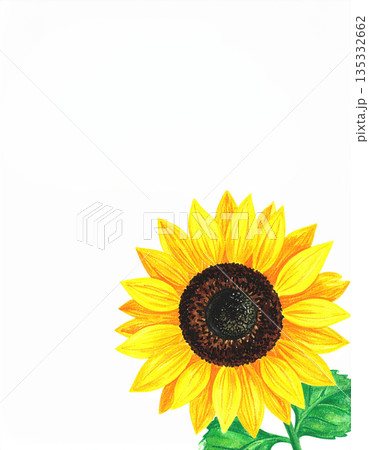 向日葵のイラスト素材（夏のイメージカット、メッセージカード、白背景） 135332662