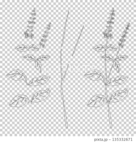 手繪羅勒線條畫插圖（框架、花環、圖案等） 135332671