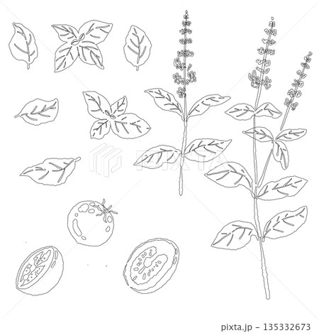 バジルの手書き風の線画イラスト素材（フレーム・リース・パターンなど） 135332673