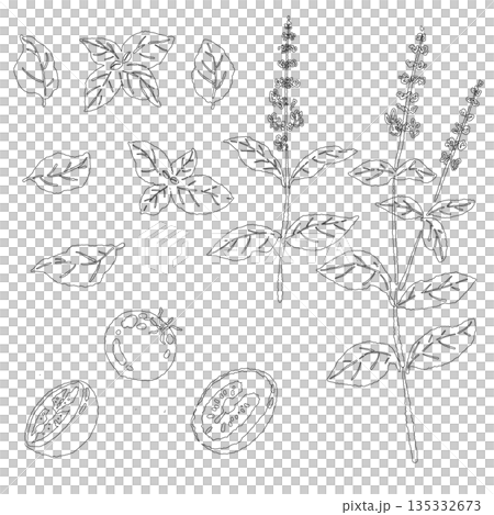 バジルの手書き風の線画イラスト素材（フレーム・リース・パターンなど） 135332673