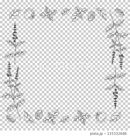 Hand-drawn line drawing illustrations of basil (frames, wreaths, patterns, etc.) Hand-drawn line drawing illustrations of basil (frames, wreaths, patterns, etc.) 135332686