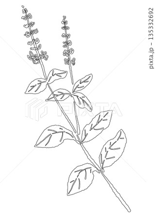 バジルの手書き風の線画イラスト素材（フレーム・リース・パターンなど） 135332692