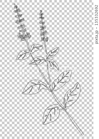バジルの手書き風の線画イラスト素材（フレーム・リース・パターンなど） 135332692
