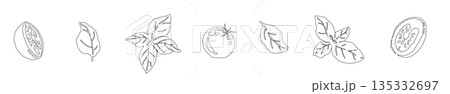 バジルの手書き風の線画イラスト素材（フレーム・リース・パターンなど） 135332697