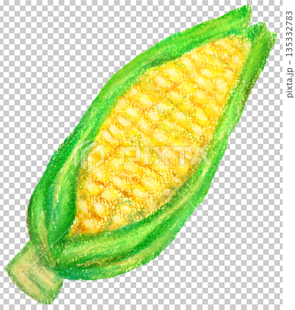 Corn illustration oil pastel drawing Corn illustration oil pastel drawing 135332783