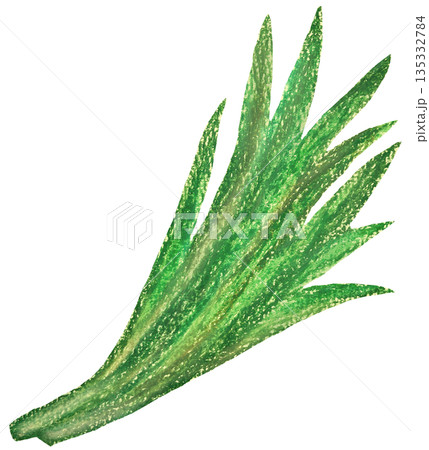 ニラのイラスト オイルパステル画 135332784