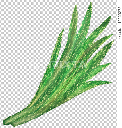 ニラのイラスト オイルパステル画 135332784