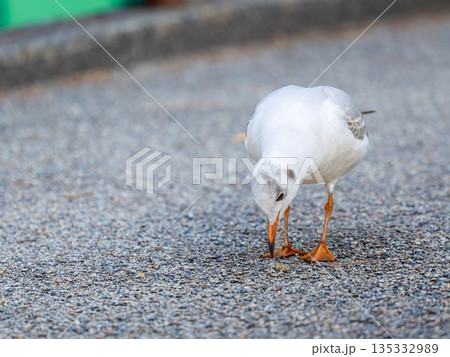 地面を歩くユリカモメ 135332989