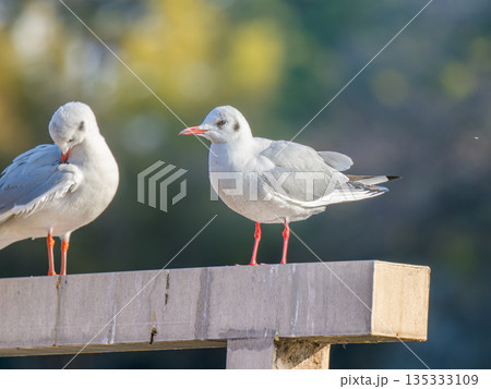 ユリカモメ ユリカモメ 135333109