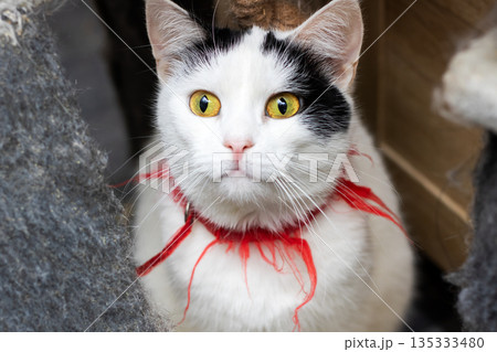 Closeup shot of lively white kitty with red feather accessories and expressive yellow eyes 135333480