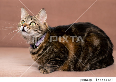 Graceful tortoiseshell kitty reclining comfortably with modern collar and gentle illumination 135333481