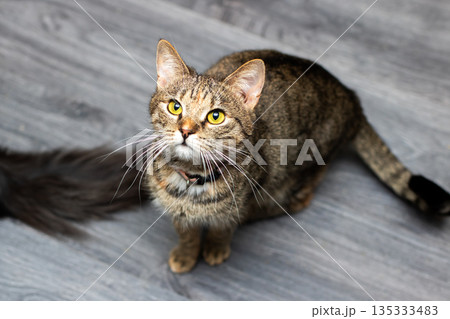 Adorable tabby with bright eyes eagerly anticipates delicious snack from caring owner 135333483