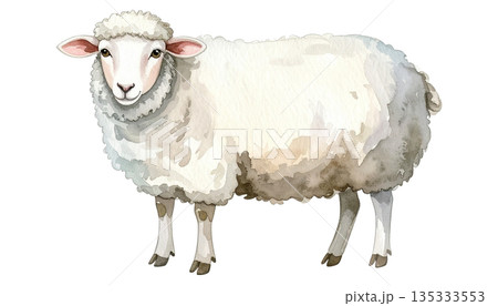 水彩で描かれたふわふわの毛のヒツジ(イラスト素材) 水彩で描かれたふわふわの毛のヒツジ(イラスト素材) 135333553