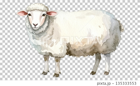 水彩で描かれたふわふわの毛のヒツジ(イラスト素材) 水彩で描かれたふわふわの毛のヒツジ(イラスト素材) 135333553