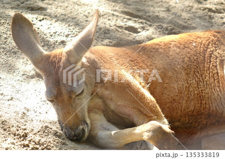砂の上で眠るカンガルーのクローズアップ 135333819