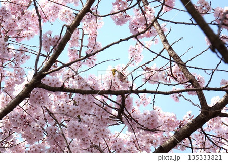 桜の花にとまるメジロと春の青空 135333821