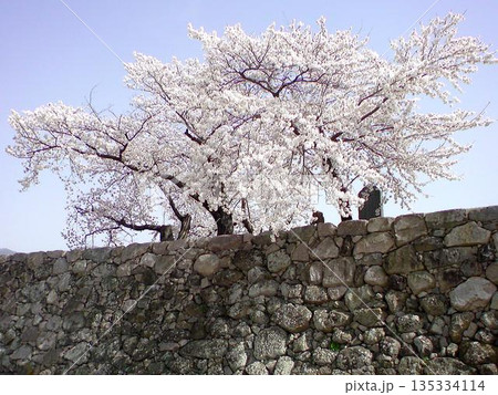 石垣の上に咲く満開の桜と春の青空 135334114