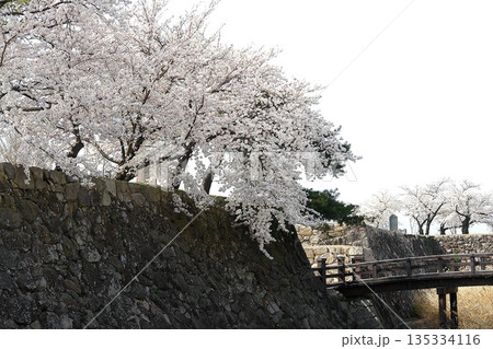 城跡の石垣と満開の桜、春の日本風景 135334116