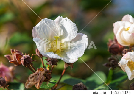 秋の庭園に咲く白く清楚なスイフヨウの花 135334329