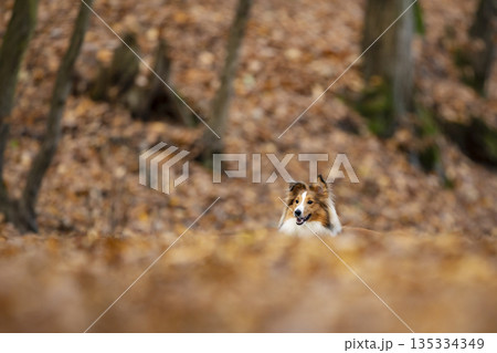 Cute shetland collie is running on yellow leaves in the autumn forest. Pet animals. Purebred dog Cute shetland collie is running on yellow leaves in the autumn forest. Pet animals. Purebred dog 135334349