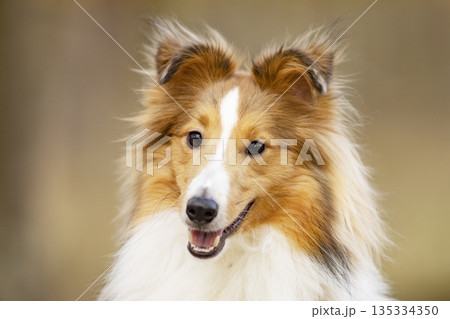 Shetland Sheepdog, Sheltie, Collie. Play by running on summer meadow on green grass. Head portrait of sheltie. 135334350
