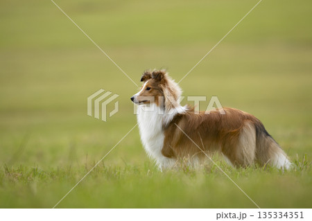 Shetland Sheepdog, Sheltie, Collie. Play by running on summer meadow on green grass. Shetland sheepdogshelti is running on the green meadow in summer day 135334351