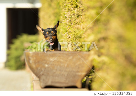 Young crossbread dog jumping over the brown flowerpot in spring sunny day. Young crossbread dog jumping over the brown flowerpot in spring sunny day. 135334353