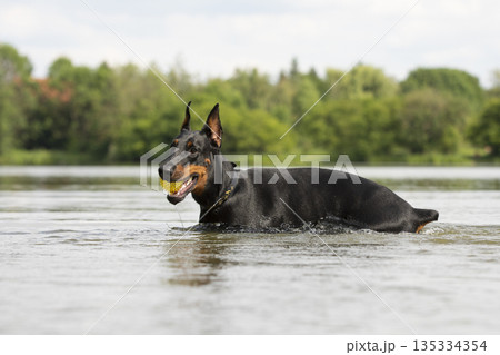 Doberman dog playing with water. Dog is a domestic carnivorous mammal of the canid family that is characterized by having very fine senses of smell and hearing. Doberman dog playing with water. Dog is a domestic carnivorous mammal of the canid family that is characterized by having very fine senses of smell and hearing. 135334354
