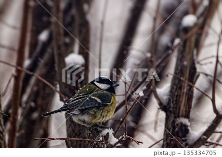 ユーラシアブルーシジュウカラ 135334705
