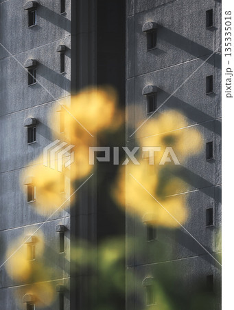 暮れ始めの寒咲花菜 暮れ始めの寒咲花菜 135335018